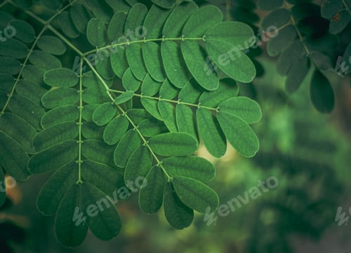 Preview: Close-up of a siris (Albizia lebbeck) leaves