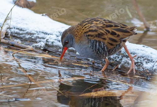 Preview: Water rail, Rallus aquaticus. A bird walks along a freezing river in search of food