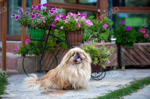 Preview: Cute pekingese dog in garden