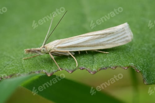Preview: Closeup on the white European Satin Grass-moth, Crambus perlella sitting on a green leaf