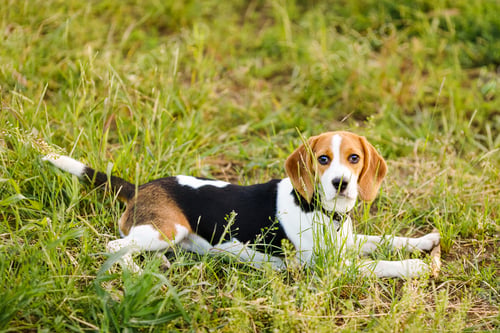 Preview: Young beagle lying in green grass in a field and lit by the setting sun