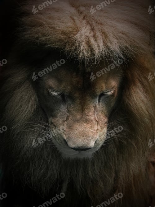 Preview: sad lion