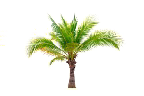 Preview: Aromatic sweet Young Coconut tree, Low tree isolated on white background with clipping path