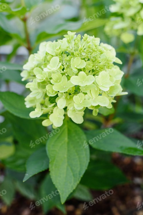 Preview: Bonfaire Panicle Hydrangea Budding With Fresh White Blossoms