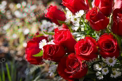 Preview: Fresh red roses with chamomiles at the garden