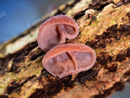 Preview: Closup of two Jelly Ear mushrooms