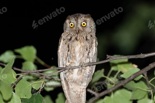 Preview: Eurasian scops owl, Otus scops. Close-up of a bird sitting on a branch at night