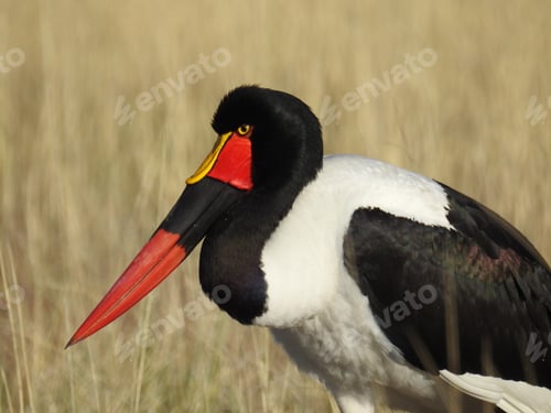 Preview: Bird standing in the field