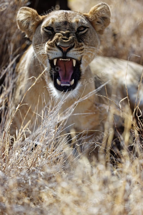 Preview: Lioness roaring in the grass looking sharp at the camera in Lewa Conservancy, Kenya