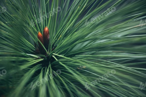 Preview: tropical jungle rainforest, foliage, wild, rain exotic wilderness scenery palm