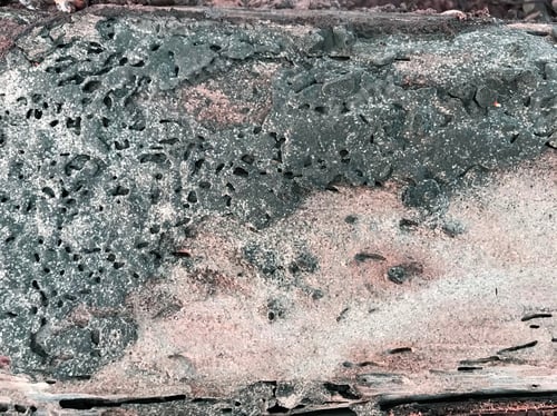 Preview: termite infested wood close up