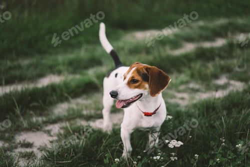 Preview: Jack Russell Terrier plays on grass, close-up.