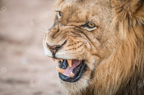 Preview: lion, roaring, opening, mouth