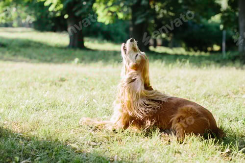Preview: English cocker spaniel relaxing and enjoying the park