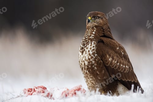 Preview: Wild bird of prey sitting proudly with a kill nearby in winter