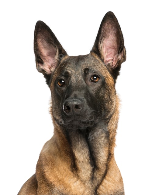 Preview: Close-up of a Belgian Shepherd Dog isolated on white