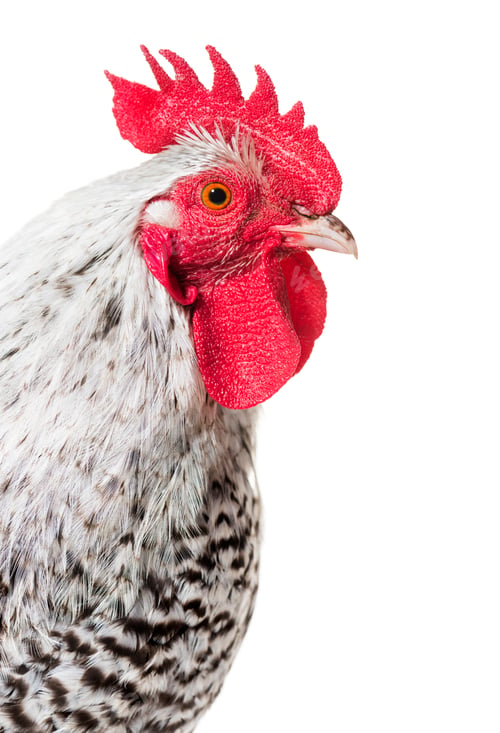 Preview: Chicken looking at camera against white background