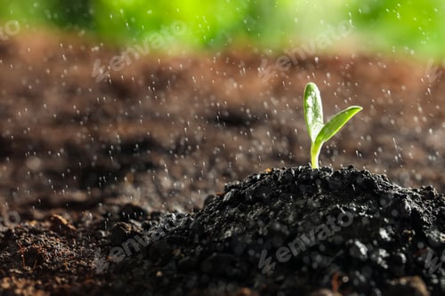 Preview: Young vegetable seedling under rain outdoors, space for text