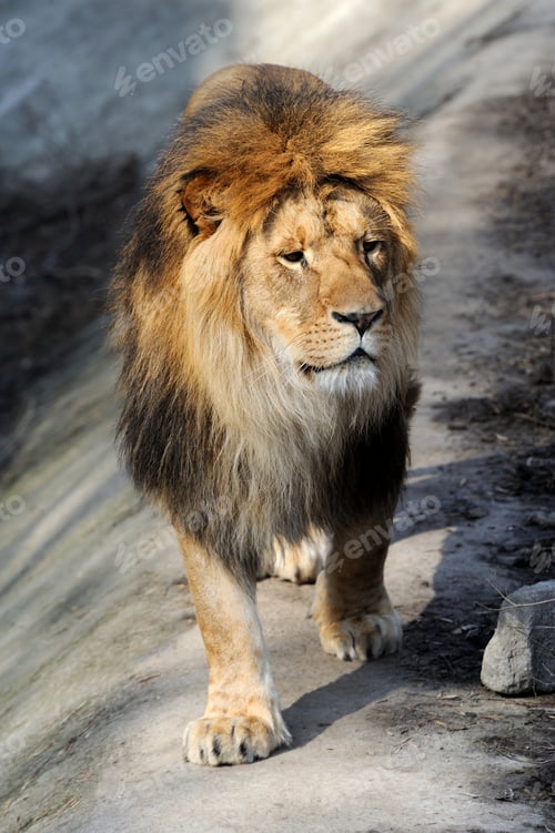 Preview: Lion portrait