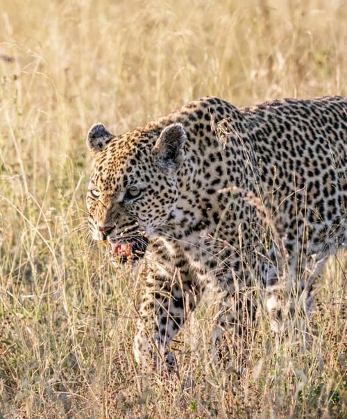 Preview: A Beautiful wildlife in the World