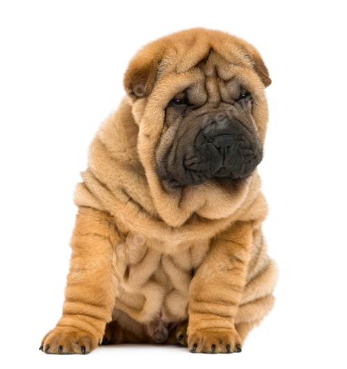 Preview: Shar pei puppy sitting and looking down (11 weeks old) isolated on white