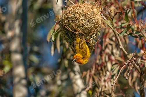 Preview: Male Cape weaver at a nest at Matjiesfontein near Nieuwoudtville