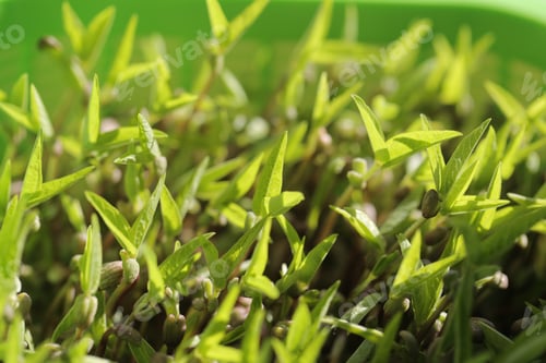 Preview: Young Greens Different For Food Are Grown In A Greenhouse