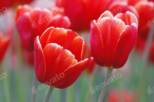 Preview: red tulips
