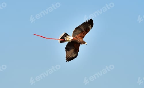 Preview: A captive harris hawk, used in falconry, flying over the Maltese coastline.