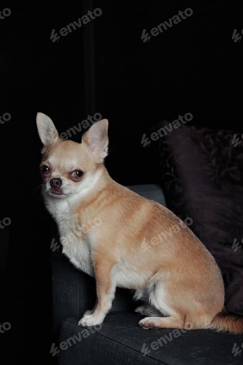 Preview: Cute Chihuahua dog on dark sofa in home living room