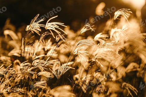 Preview: Selective focus shot of sweetgrass branches under the golden sunlight