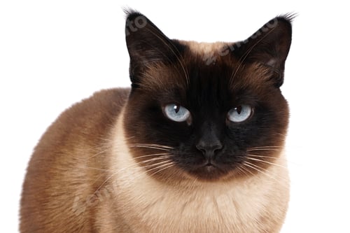 Preview: siamese cat