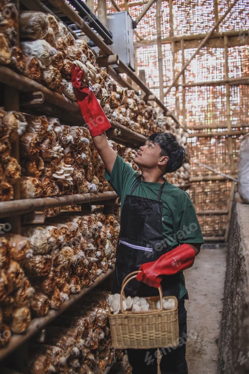 Preview: Farmer harvesting oyster mushroom