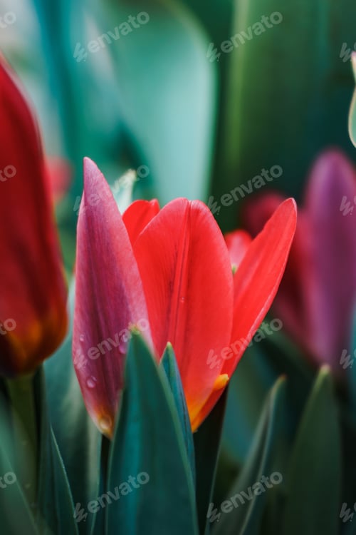 Preview: Selective focus shot of a red tulip in the garden