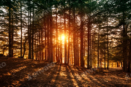 Preview: Beautiful forest landscape