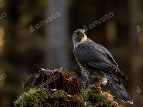 Preview: Male Goshawk perched on a tree stump in Scotland.