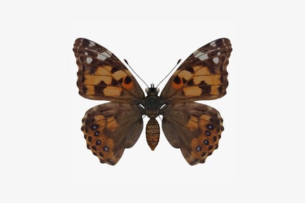 Preview: Painted lady butterfly with insect