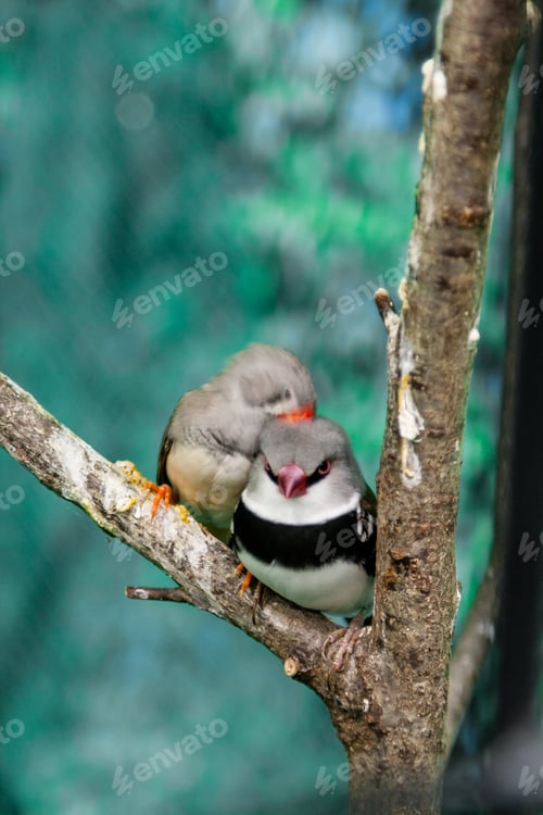 Preview: Beautiful birds Astrild (Estrildidae) sitting on a branch