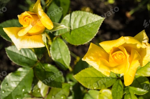 Preview: Two beautiful yellow roses blooming in a garden background of green leaves and stems, the concept of
