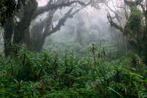 Preview: Misty forest