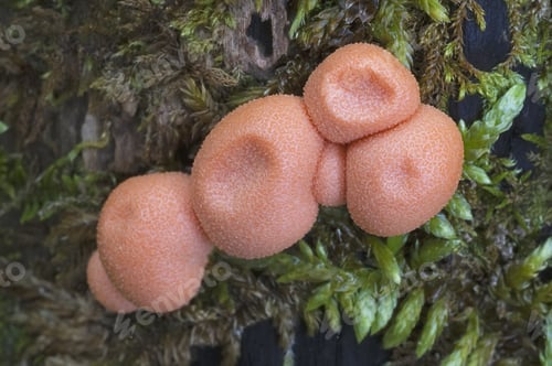 Preview: Wolf'S Milk Slime Mold (Lycogala Epidendrum), Orange Stage. Called Groening'S Slime Also