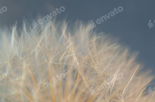 Preview: Big dandelion on a gray background close-up, background, texture, natural background, tenderness.