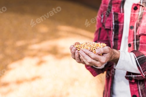 Preview: Grains of maize in hands