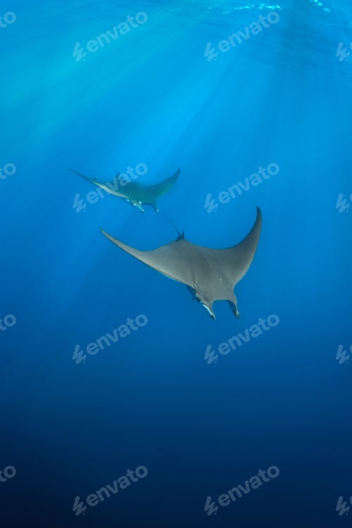 Preview: Vertical shot of the gray devil manta ray fish swimming underwater