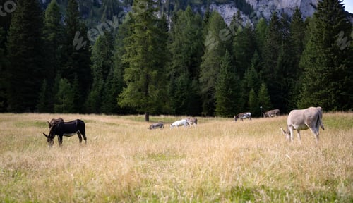 Preview: A donkey in the wonderful landscape of the Dolomites mountains, South Tyrol, Italy