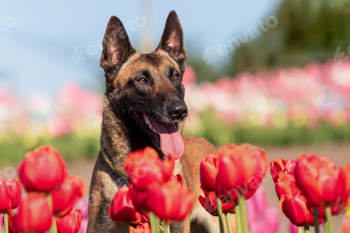 Preview: Beautiful Malinois dog enjoying a colorful field of tulips. Serene nature backdrop with the loyal co