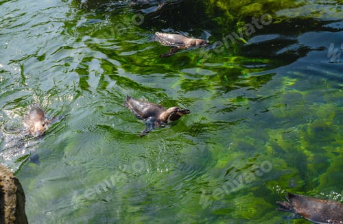 Preview: Penguin in glacial environment in spring zoo
