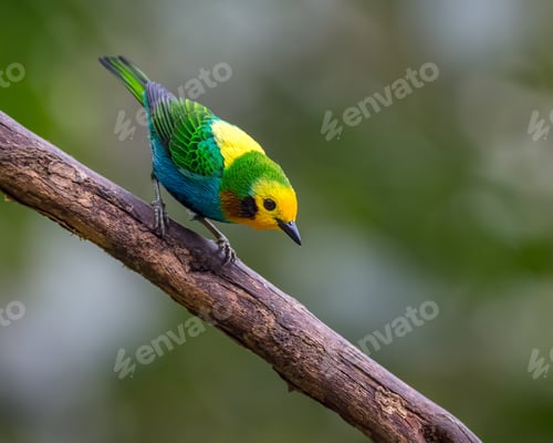 Vorschau: Mehrfarbiger Tanager auf der Suche nach Nahrung von der Spitze eines trockenen Baumes. Endemisch aus Kolumbien