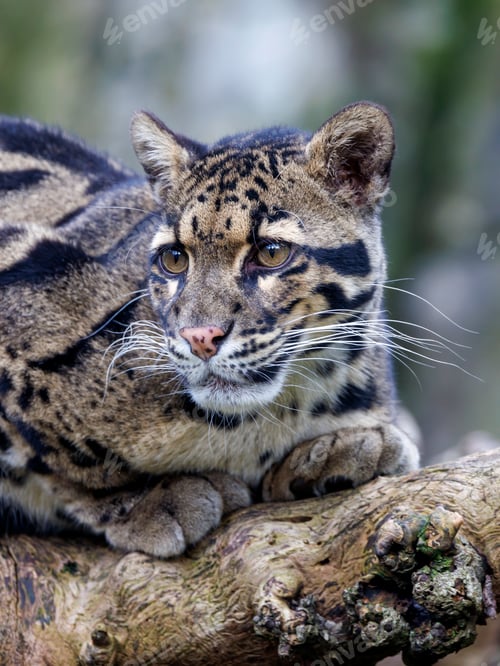 Preview: close up of a clouded leopard (Neofelis nebulosa) in habitat