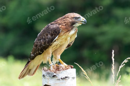 Preview: Red-tailed buzzard (Buteo jamaicensis) perched on a post outdoors in daytime